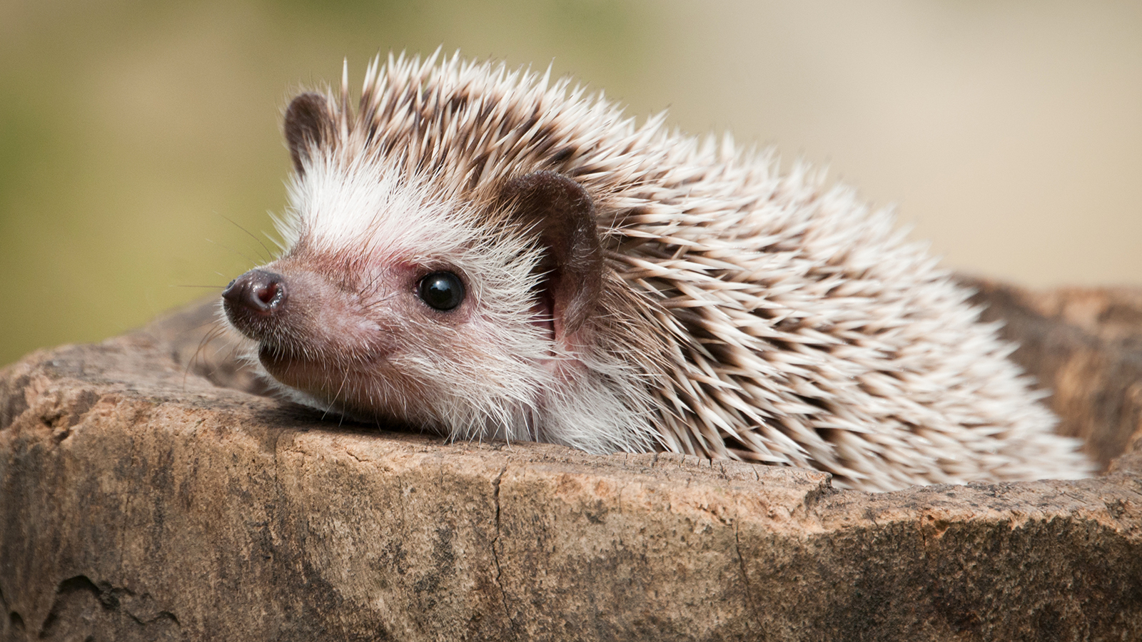 Picture of a Hedgehog